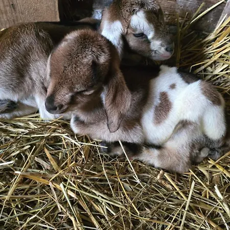 Poganty - Obora Gizycko