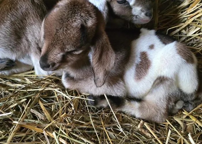 Poganty - Obora Gizycko